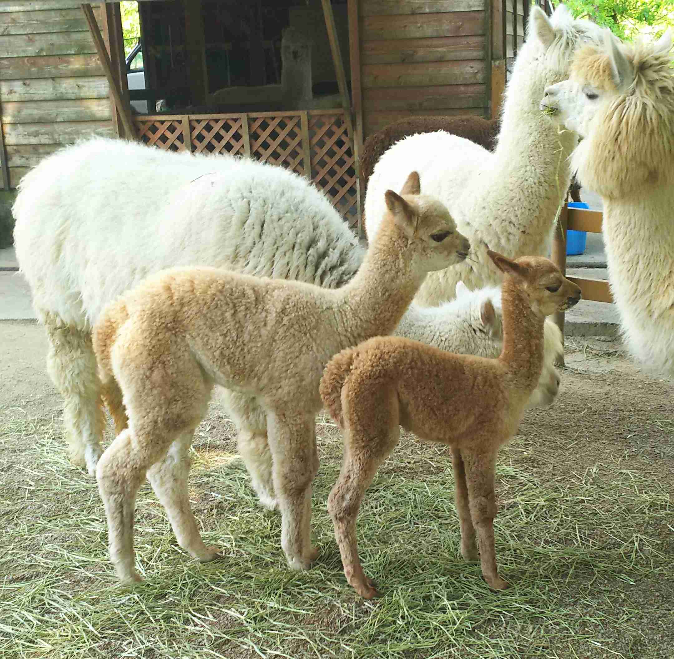 ガルちゃんの自由帳トピpart2