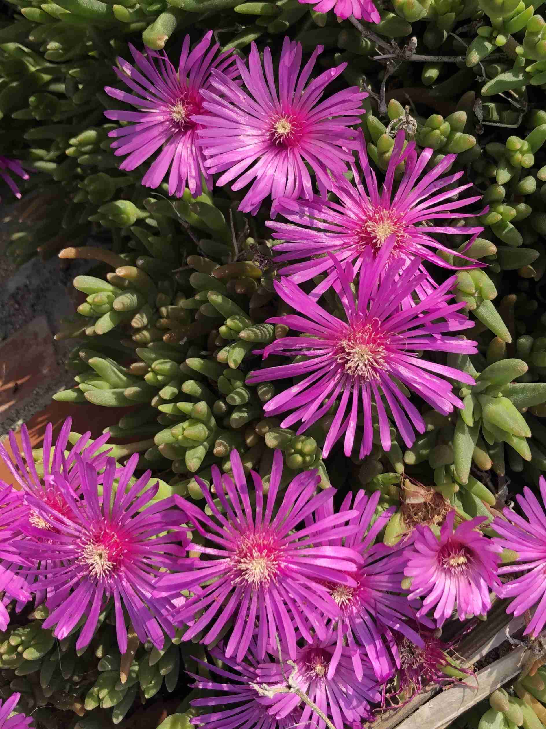 ガルちゃんの自由帳トピpart2