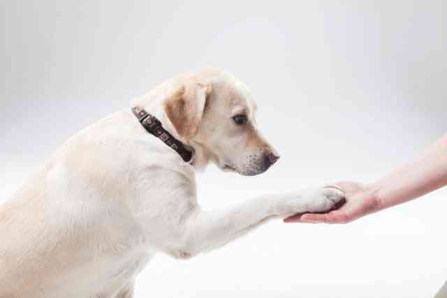 犬のしつけ