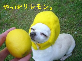 色んな「レモン」が見たい