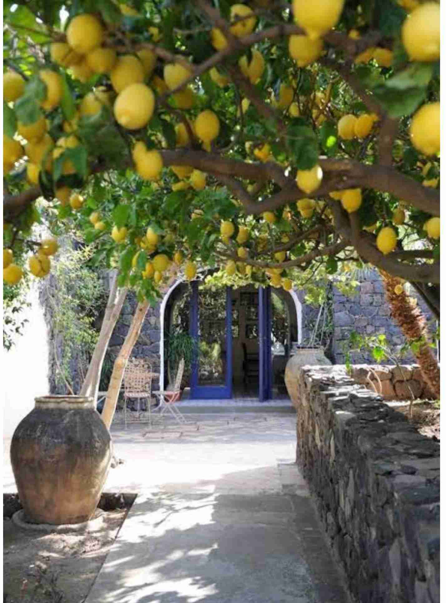 色んな「レモン」が見たい