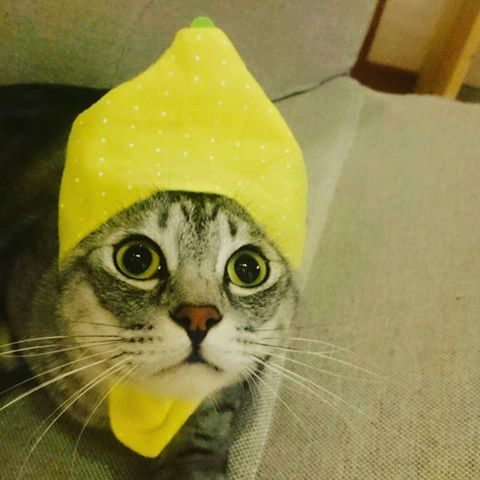 色んな「レモン」が見たい