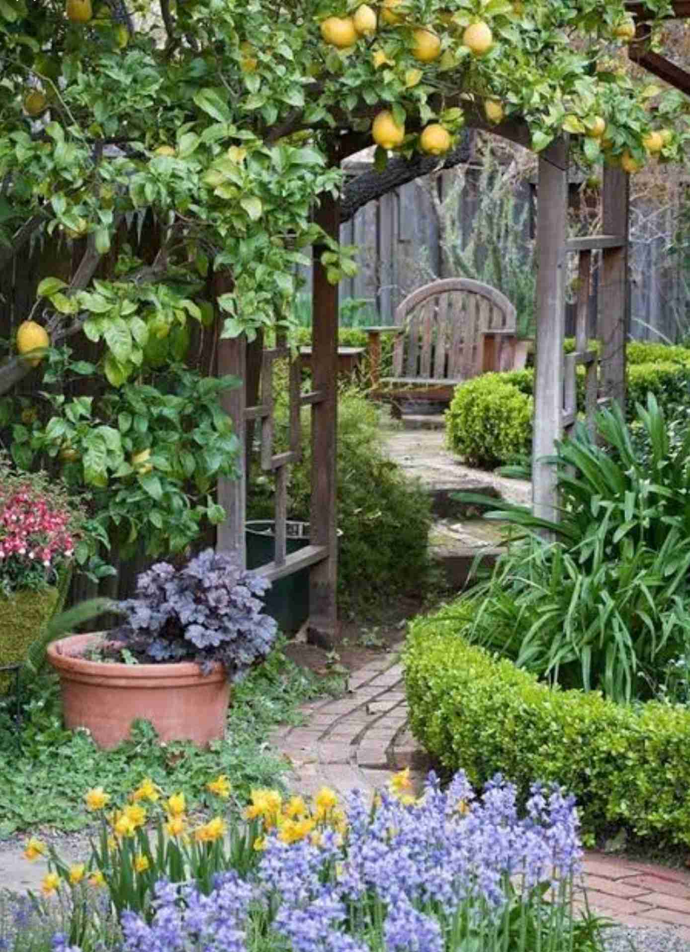 色んな「レモン」が見たい