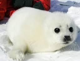 あなたが可愛いと思う動物