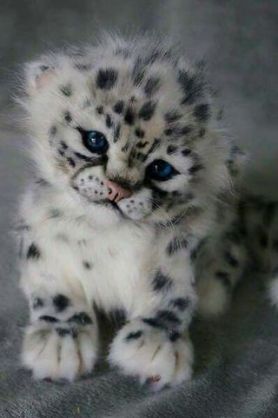 あなたが可愛いと思う動物