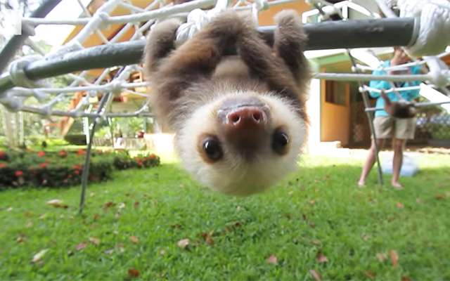 あなたが可愛いと思う動物