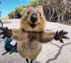 あなたが可愛いと思う動物