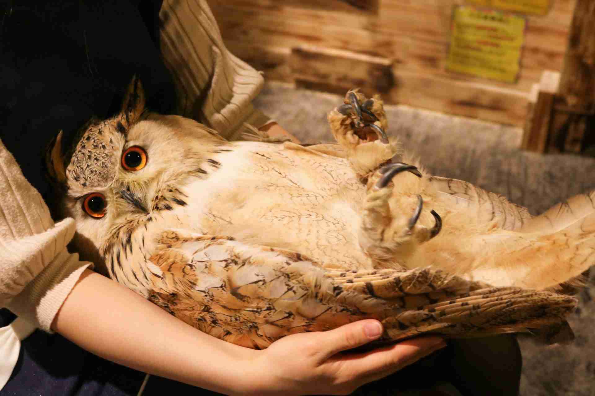 あなたが可愛いと思う動物