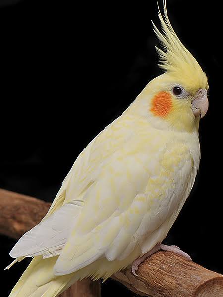 あなたが可愛いと思う動物