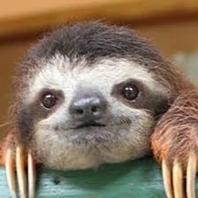 あなたが可愛いと思う動物