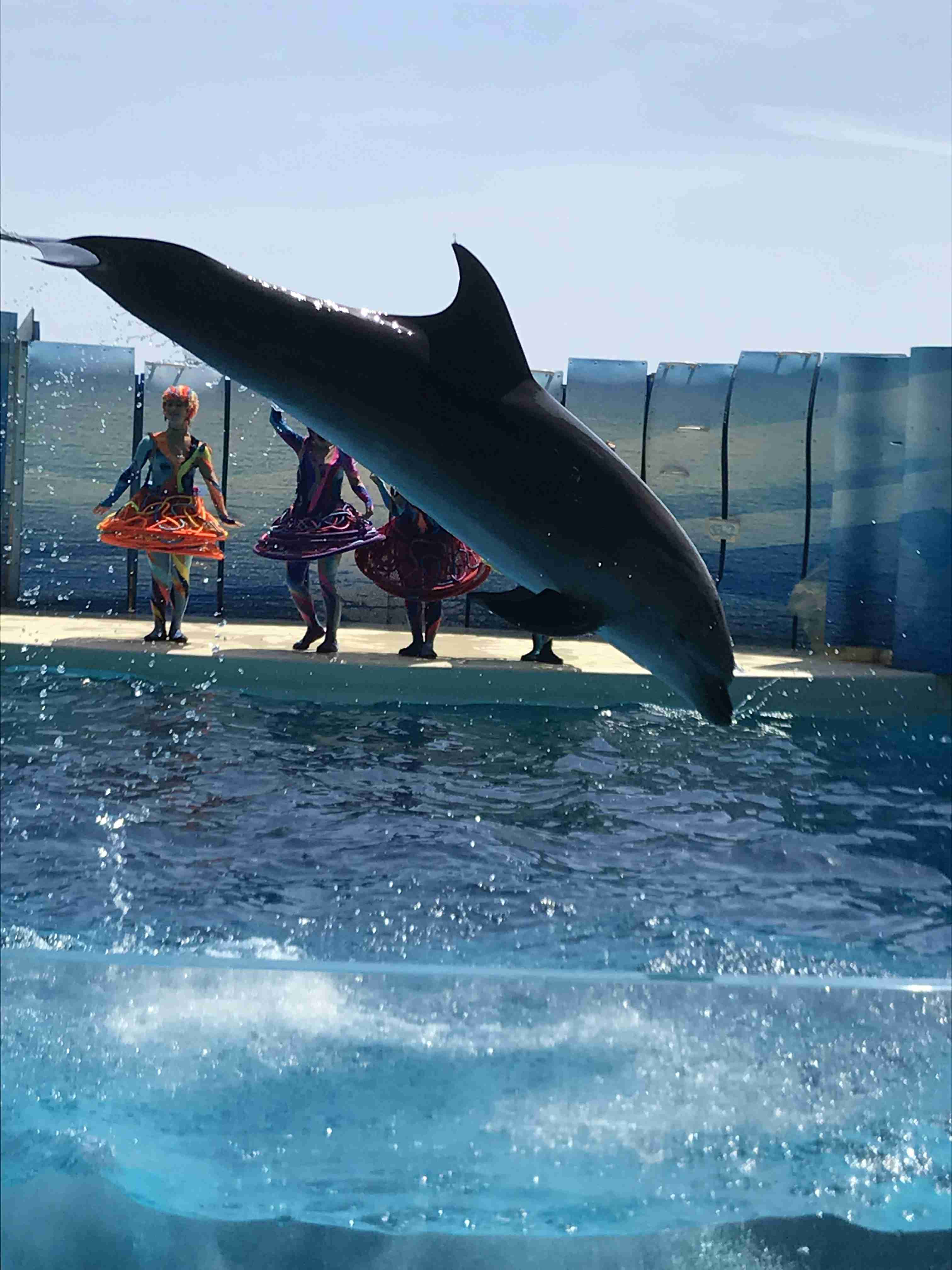 あなたが可愛いと思う動物