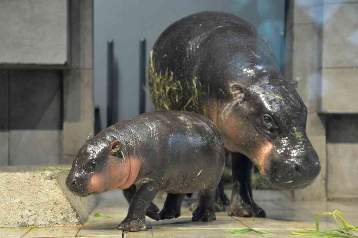 あなたが可愛いと思う動物