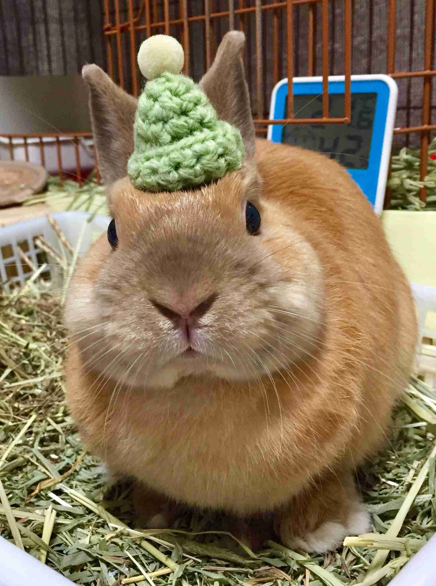 あなたが可愛いと思う動物