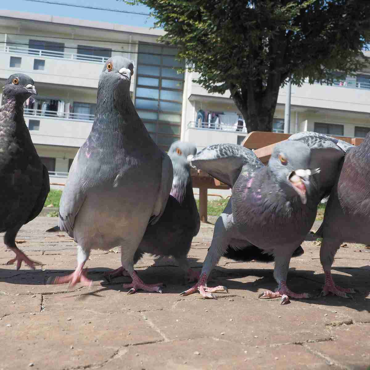 あなたが可愛いと思う動物