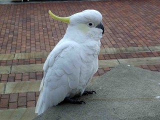 あなたが可愛いと思う動物