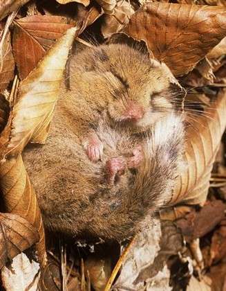 あなたが可愛いと思う動物