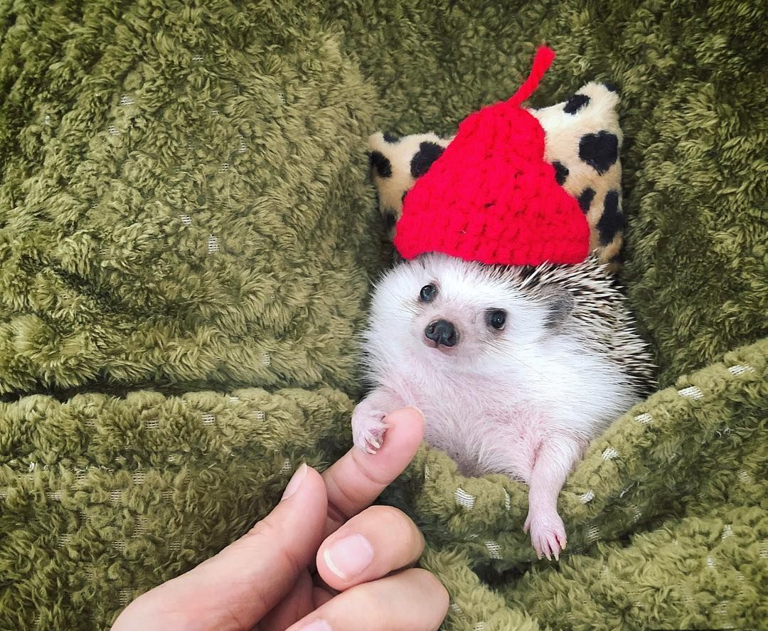 あなたが可愛いと思う動物