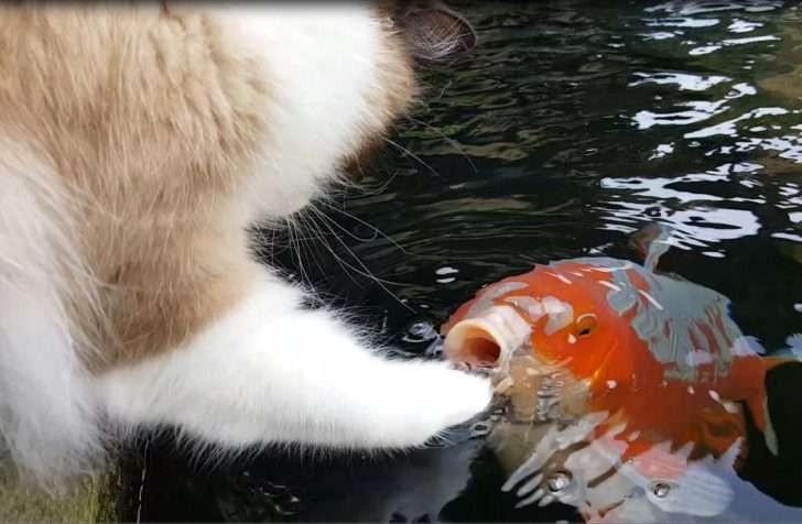 あなたが可愛いと思う動物