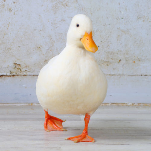 あなたが可愛いと思う動物