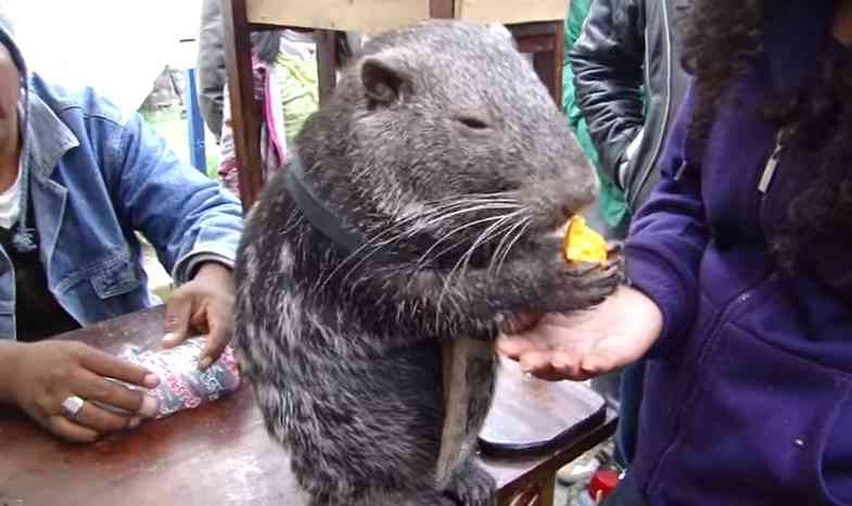あなたが可愛いと思う動物