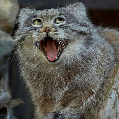 あなたが可愛いと思う動物