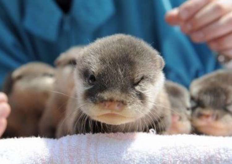 あなたが可愛いと思う動物