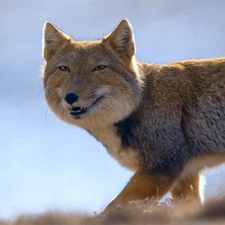 あなたが可愛いと思う動物