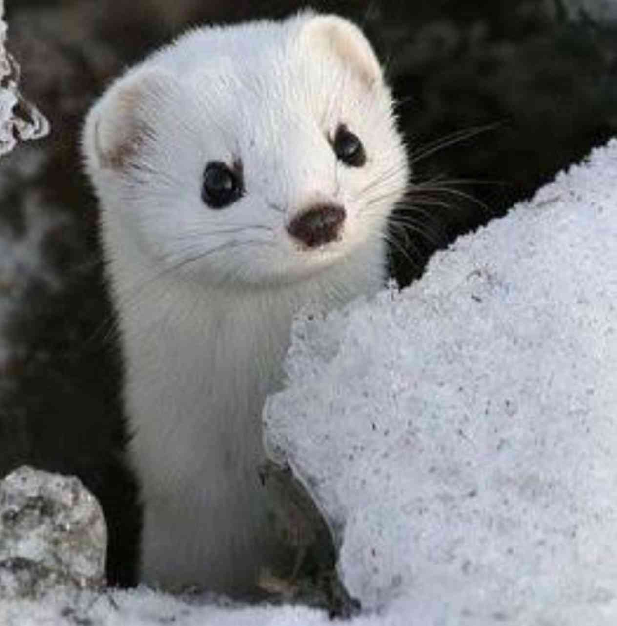 あなたが可愛いと思う動物