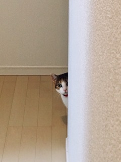 あなたが可愛いと思う動物