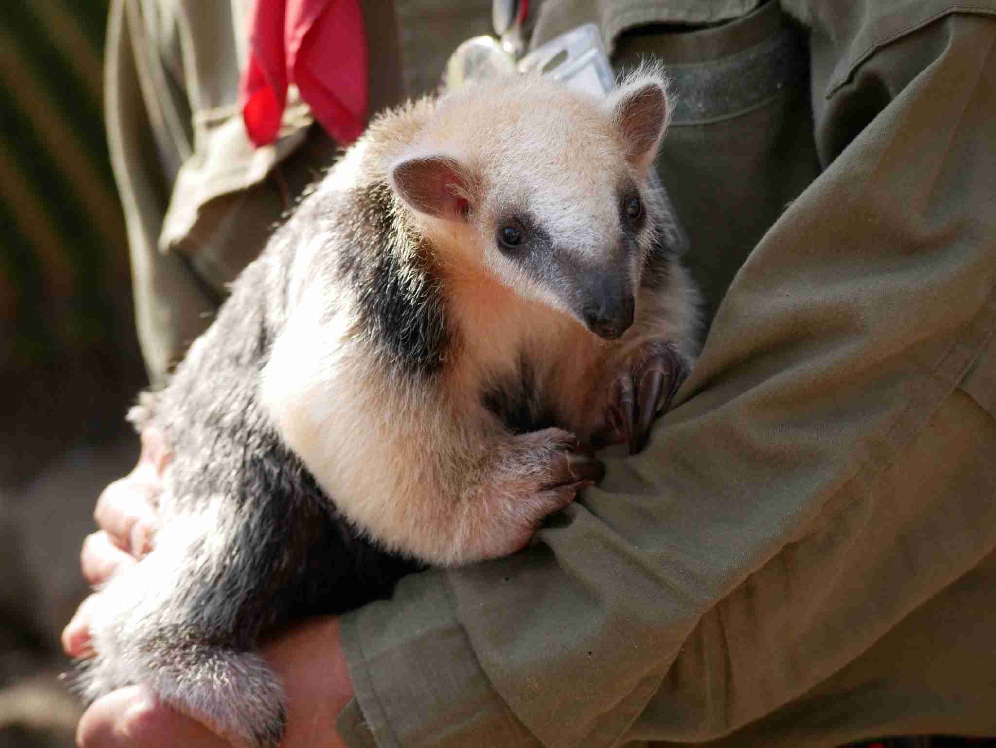 あなたが可愛いと思う動物