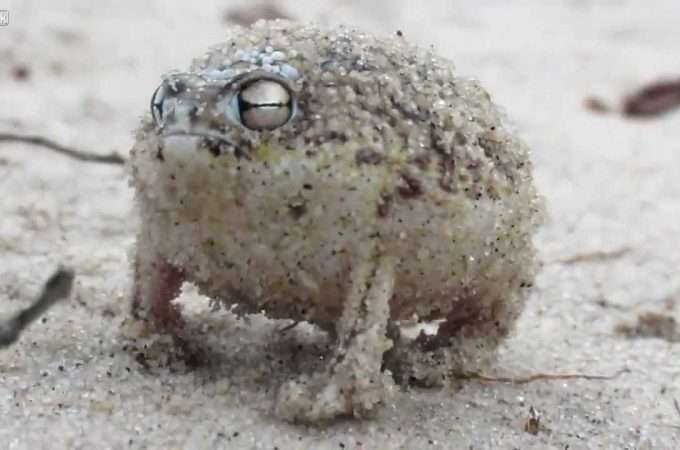あなたが可愛いと思う動物