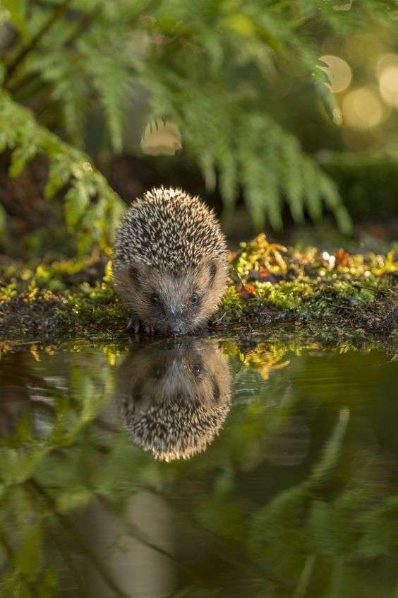 あなたが可愛いと思う動物