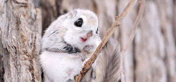 あなたが可愛いと思う動物