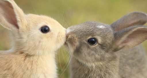 あなたが可愛いと思う動物