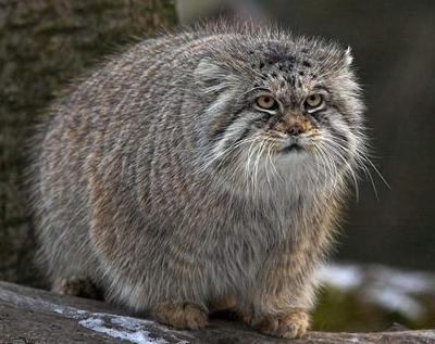 あなたが可愛いと思う動物