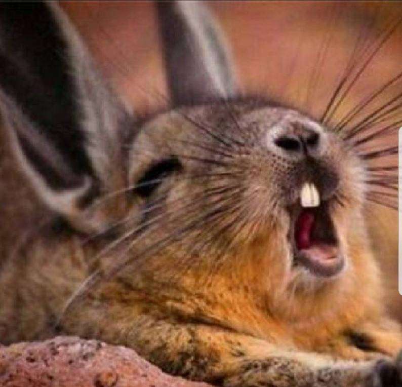 あなたが可愛いと思う動物