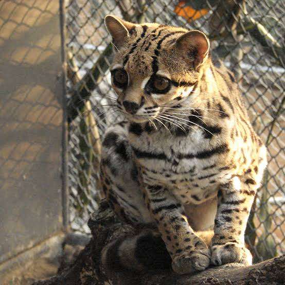 あなたが可愛いと思う動物