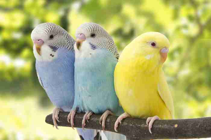 あなたが可愛いと思う動物