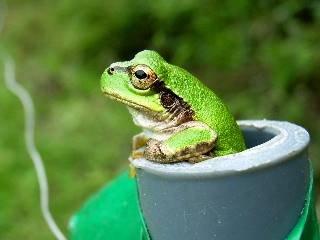 あなたが可愛いと思う動物