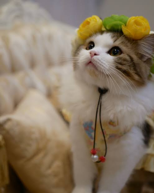 あなたが可愛いと思う動物