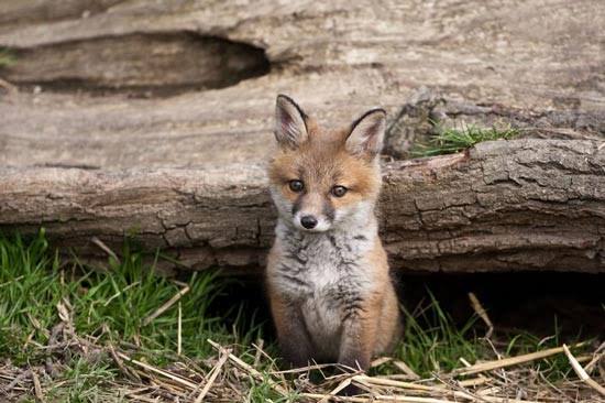 あなたが可愛いと思う動物