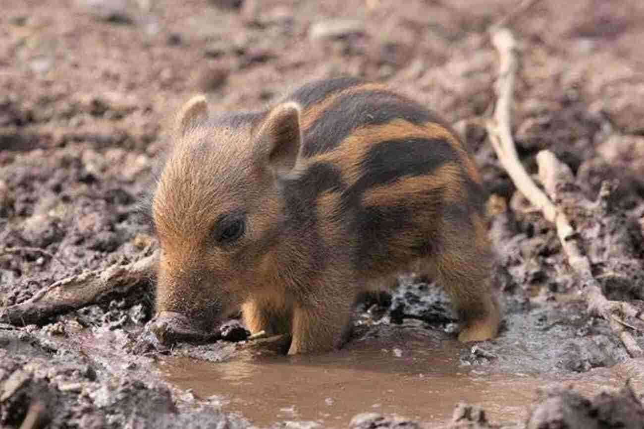 あなたが可愛いと思う動物