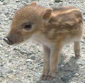 あなたが可愛いと思う動物