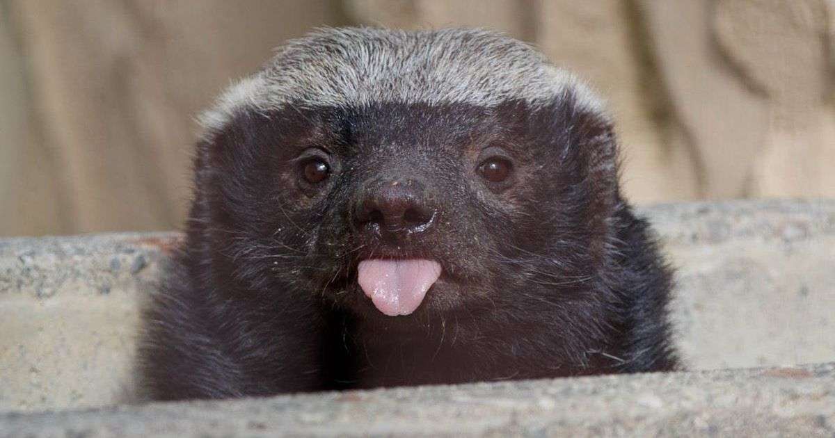 あなたが可愛いと思う動物