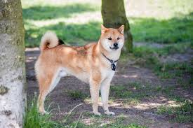 生まれ変わったらなりたいものはありますか??