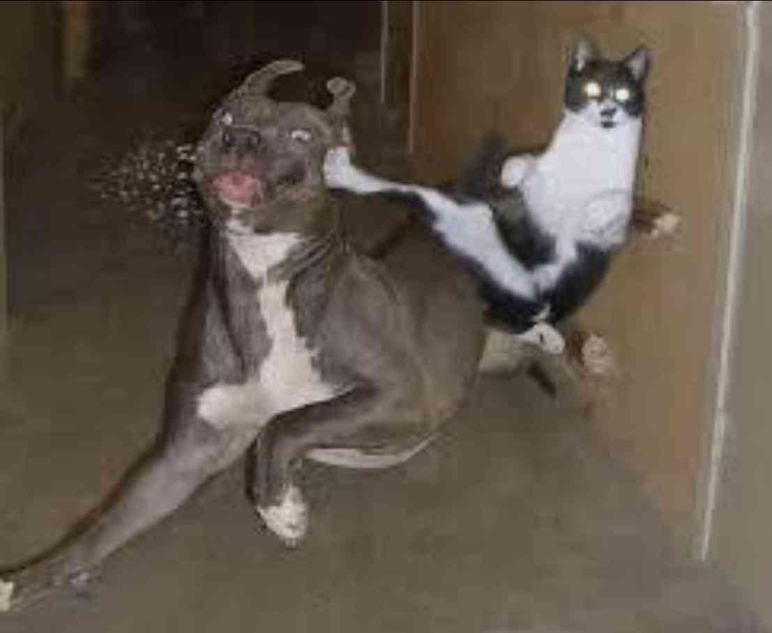 ありえないと思った画像を貼るトピ
