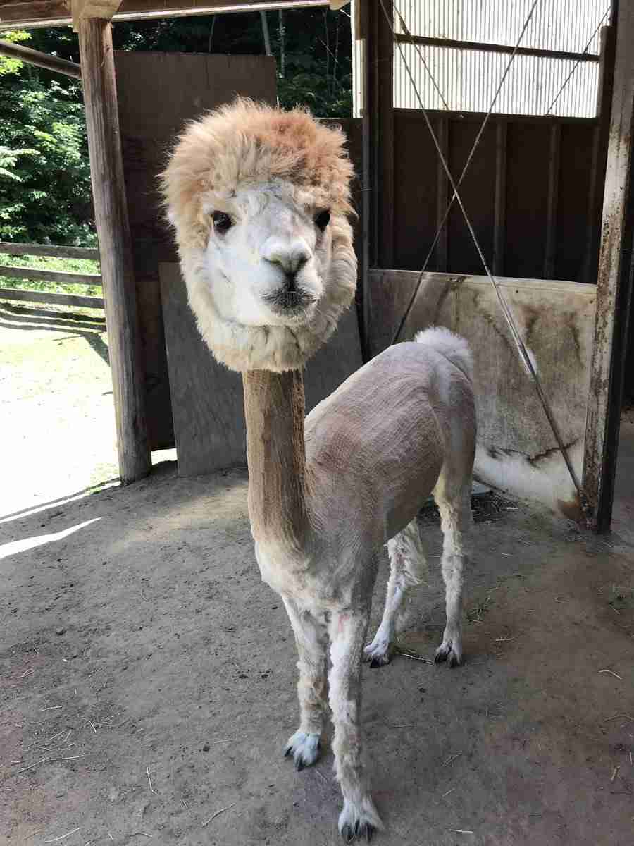 ありえないと思った画像を貼るトピ