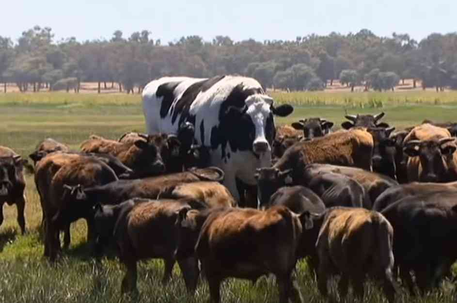 ありえないと思った画像を貼るトピ