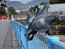 ありえないと思った画像を貼るトピ
