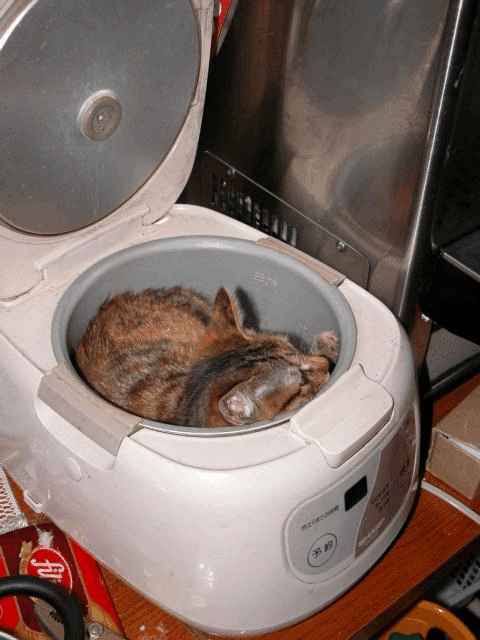 一生好きになることはないであろう食材